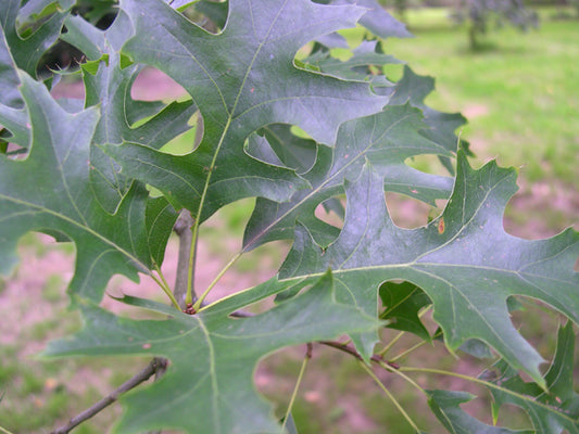 Pin Oak (Quercus palustris) - 3 gallon 36-48" -Ship Only