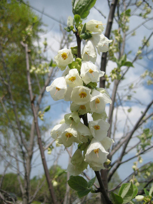Carolina Silverbell (Halesia tetraptera) - 3 gallon TREE -Ship Only