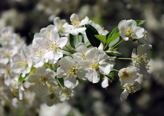 Sargent Crabapple (Malus sargentii) - 3 gallon 48" -Ship Only