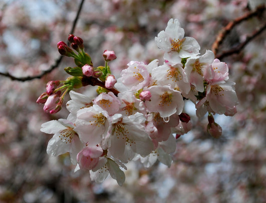 Yoshino Cherry (Prunus x yedoensis 'Yoshino') - 3 gallon 36" -Ship Only