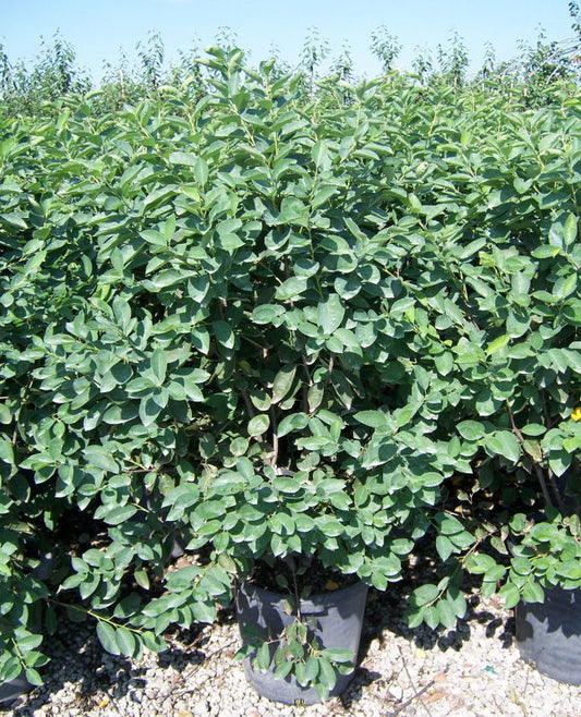 Autumn Brilliance® Serviceberry (Amelanchier x grandiflora 'Autumn Brilliance') - 3 gallon 3-4' TREE -Ship Only