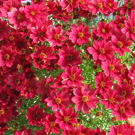 Red Satin Tickseed (Coreopsis 'Red Satin') - 1 gallon -Ship Only