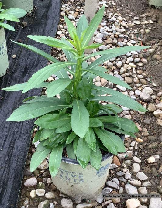 Common Sneezeweed (Helenium autumnale) - 1 gallon -Ship Only