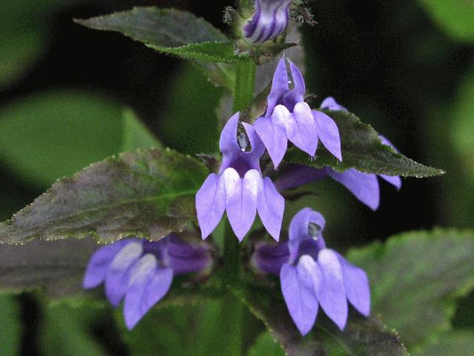 Great Blue Lobelia (Lobelia siphilitica) - 1 gallon -Ship Only