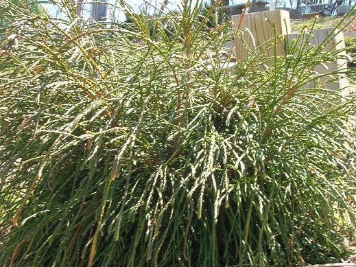 Whipcord Western Red Cedar (Thuja plicata 'Whipcord') - 2 gallon 10" -Ship Only
