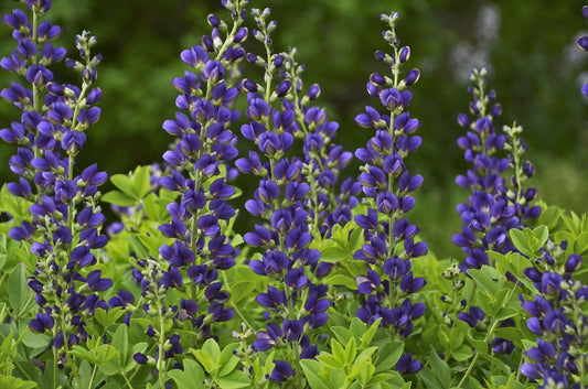 Decadence® 'Sparkling Sapphires' False Indigo (Baptisia sparkling 'Sapphires') - 1 gallon -Ship Only