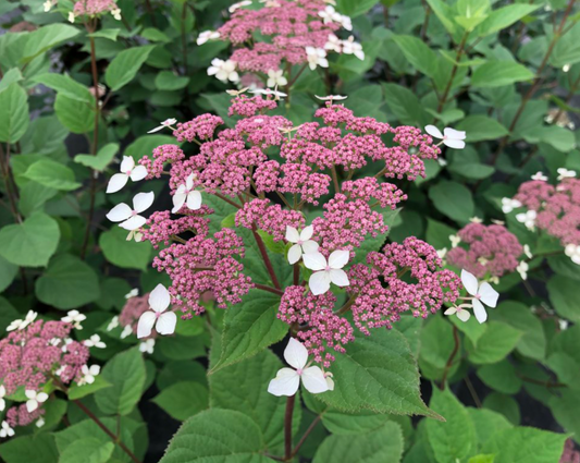 Invincibelle Lace® Smooth hydrangea (Hydrangea arborescens 'Invincibelle Lace') - 1 gallon -Ship Only