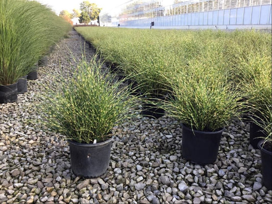 Bandwidth Maiden Grass (Miscanthus 'M. S. Bandwidth') - 3 gallon -Ship Only