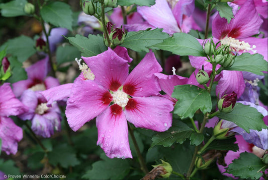 Purple Satin Rose of Sharon (Hibiscus syriacus 'Purple Satin') - 3 gallon 18" -Ship Only