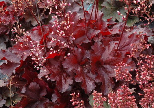 Forever Red Coralbells (Heuchera forever 'Red') - 1 gallon -Ship Only