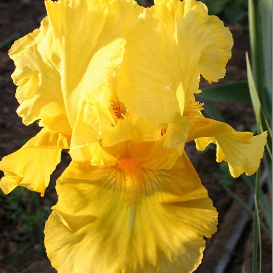 Pleasant Peasant Intermediate Bearded Iris (Iris germanica 'Pleasant Peasant') - 1 gallon -Ship Only