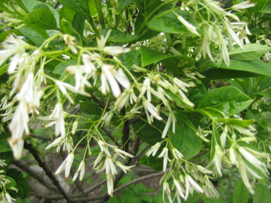 White Fringetree (Chionanthus virginicus) - 3 gallon -Ship Only