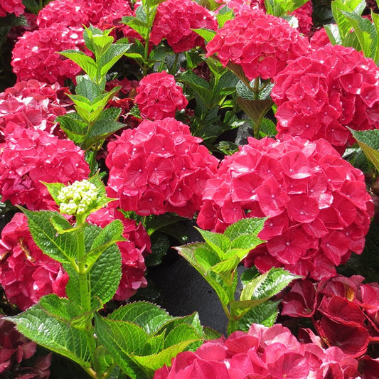 Magical® Ruby Red Hydrangea (Hydrangea macrophylla ‘Ruby Red’ (Kolmaru)') - 2 gallon -Ship Only