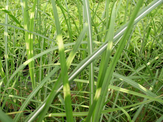 Zebra Grass (Miscanthus sinensis 'Zebrinus') - 2 gallon -Ship Only