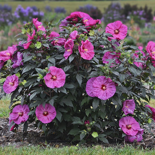 Summerific® 'Berry Awesome' Rose Mallow (Hibiscus x 'Summerific Berry Awesome') - 2 gallon -Ship Only