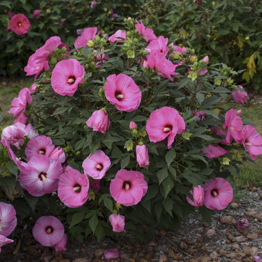Summerific® 'Candy Crush' Rose Mallow (Hibiscus x 'Summerific Candy Crush') - 2 gallon -Ship Only