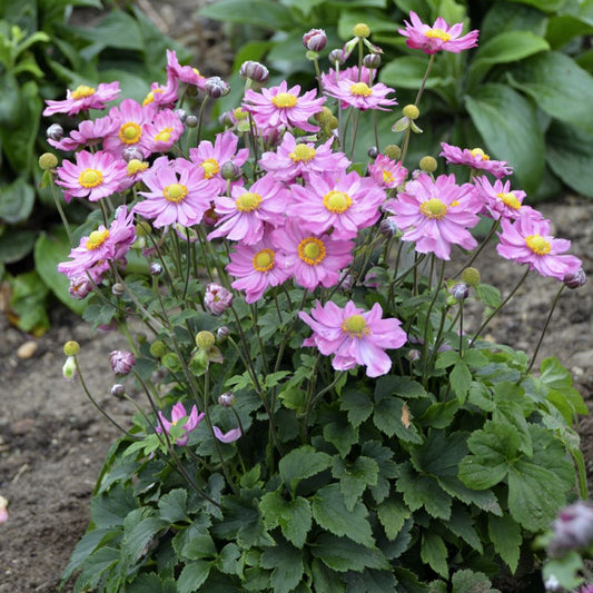 Curtain Call Pink Japanese Anemone (Anemone 'Curtain Call Pink') - 1 gallon -Ship Only