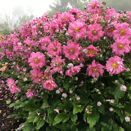 Fall In Love™ Japanese Anemone (Anemone 'Fall In Love Sweetly') - 1 gallon -Ship Only