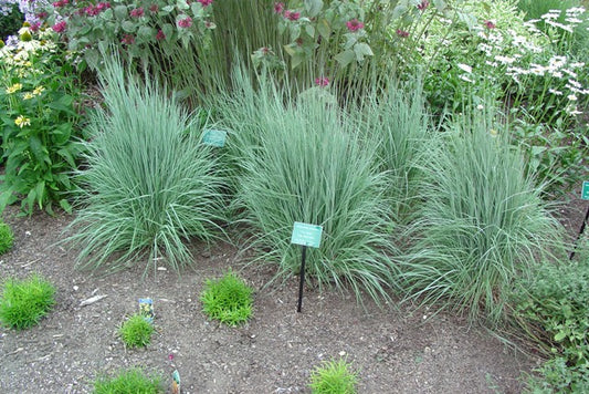 The Blues Little Bluestem (Schizachyrium scoparium 'The Blues') - 2 gallon -Ship Only