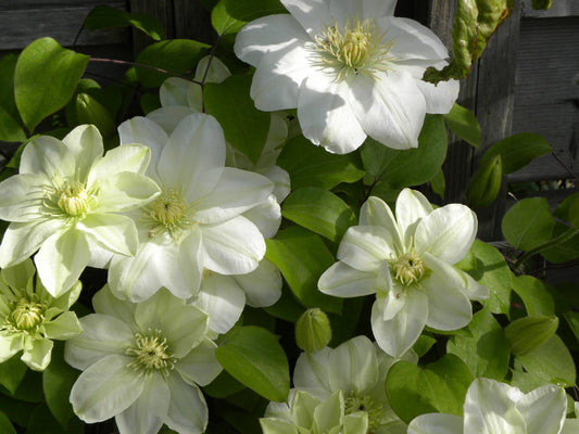 Guernsey Cream Clematis (Clematis guernsey 'Guernsey Cream') - 1 gallon -Ship Only
