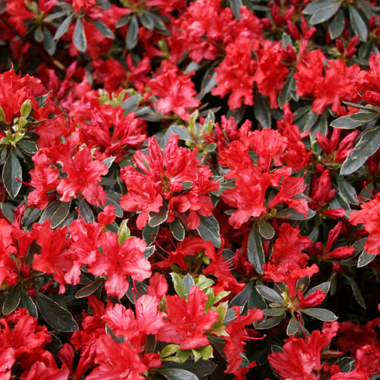 Hot Shot Azalea (Azalea x 'Girard Hot Shot') - 3 gallon 15" -Ship Only