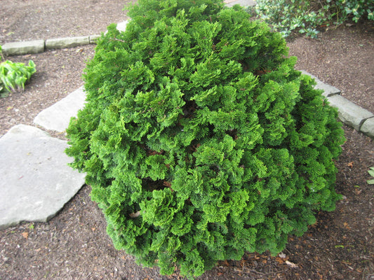 Templehof False Cypress (Chamaecyparis obtusa 'Tempelhof') - 3 gallon 12" -Ship Only