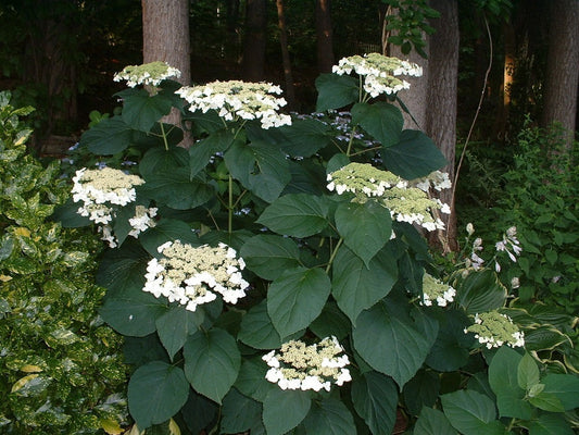 Haas Halo Smooth Hydrangea (Hydrangea arborescens 'Haas' Halo') - 3 gallon -Ship Only