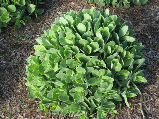 Autumn Joy Stonecrop (Sedum 'Autumn Autumn Joy') - 1 gallon -Ship Only