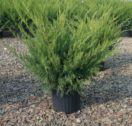 Sea Green Juniper (Juniperus chinensis 'Sea Green') - 3 gallon 15" -Ship Only