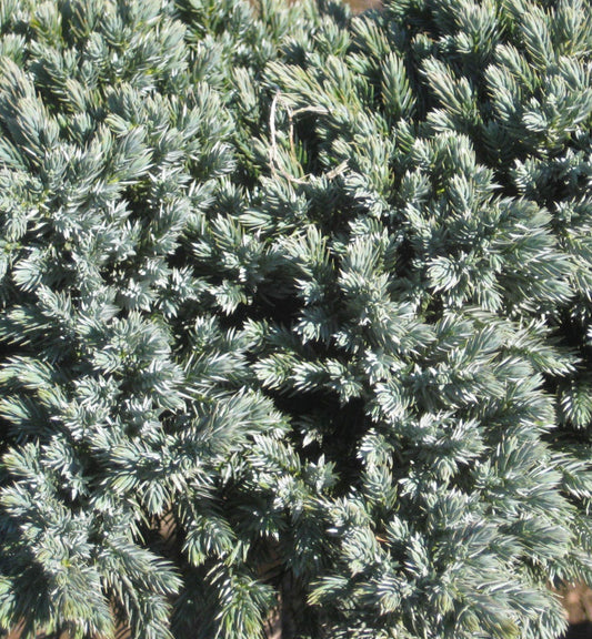 Blue Star Juniper (Juniperus squamata 'Blue Star') - 2 gallon 8" -Ship Only
