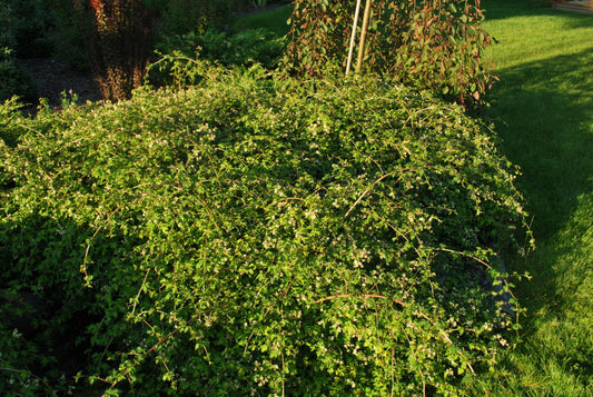 Crispa Cutleaf Stephanandra (Stephanandra incisa 'Crispa') - 2 gallon 12" -Ship Only