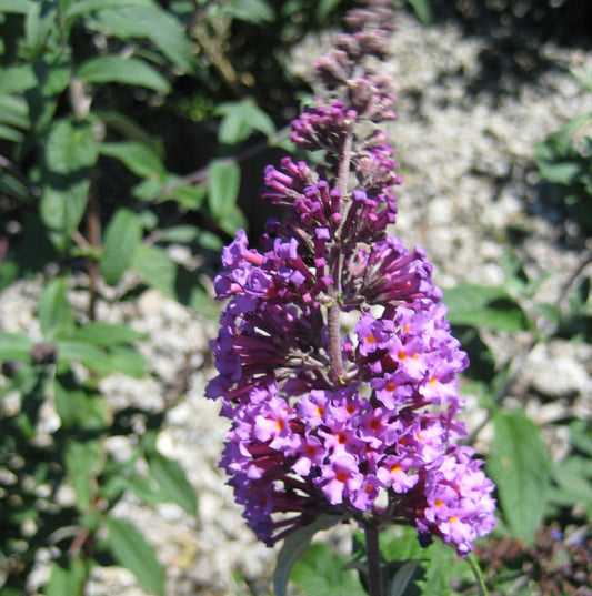 Butterfly Magic™ Butterfly Bush (Buddleia davidii 'Butterfly Magic') - 3 gallon 3/PER POT -Ship Only