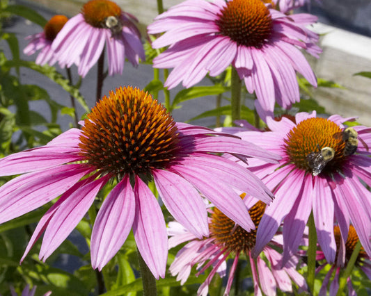 Purple Coneflower (Echinacea purpurea 'Magnus') - half gallon -Ship Only