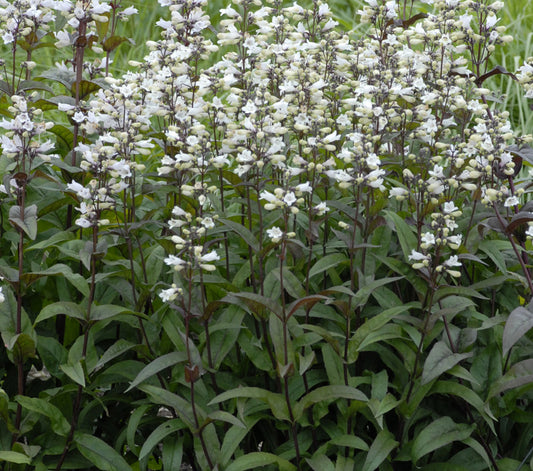 Husker Red Beardtongue (Penstemon digitalis 'Husker Red') - 1 gallon -Ship Only