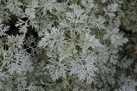 Powis Castle Artemisia (Artemisia x 'Powis Castle') - 1 gallon -Ship Only