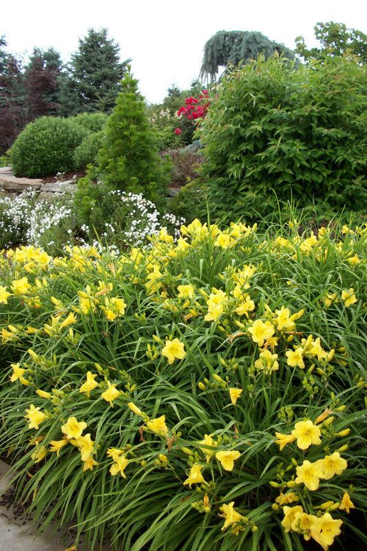 Happy Returns Daylily (Hemerocallis 'Happy Happy Returns') - 1 gallon -Ship Only