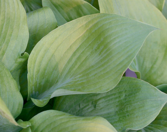 Sum and Substance Plantain Lily (Hosta 'Sum and Substance') - 1 gallon -Ship Only