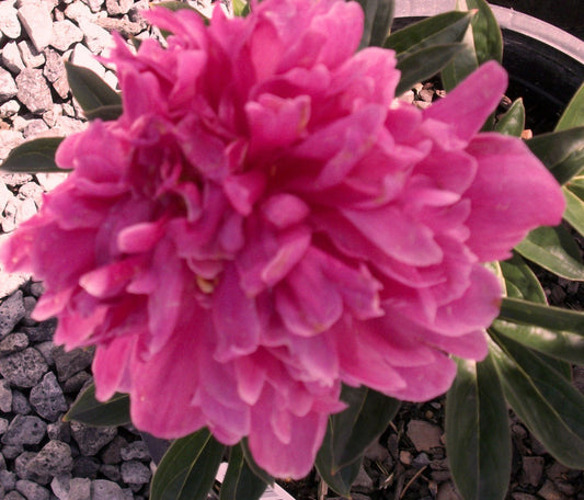 Kansas Red Peony (Paeonia japonica 'Kansas Red') - 2 gallon -Ship Only