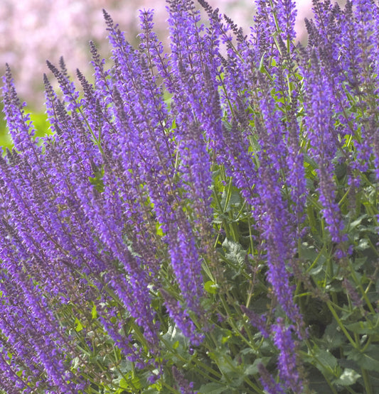 May Night Wood sage (Salvia nemorosa 'May Night') - 1 gallon -Ship Only