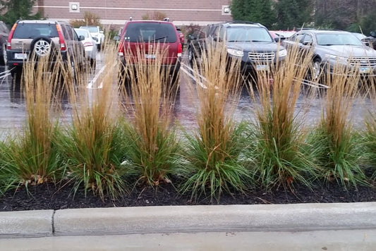 Karl Foerster Feather Reed Grass (Calamagrostis x acutiflora 'Karl Foerster') - 3 gallon -Ship Only