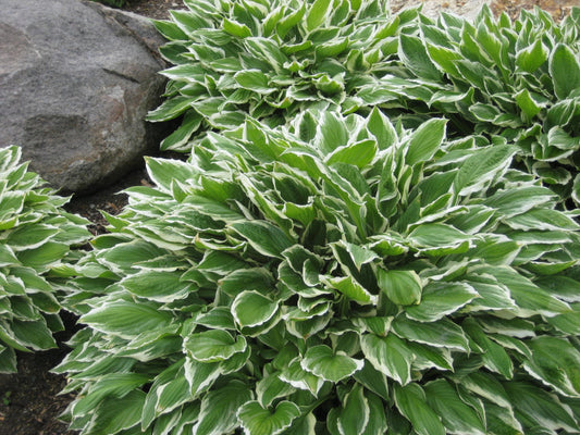 Francee Plantain Lily (Hosta francee 'Francee') - 1 gallon -Ship Only