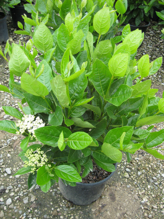 Winterthur Viburnum (Viburnum nudum 'Winterthur') - 3 gallon 18" -Ship Only