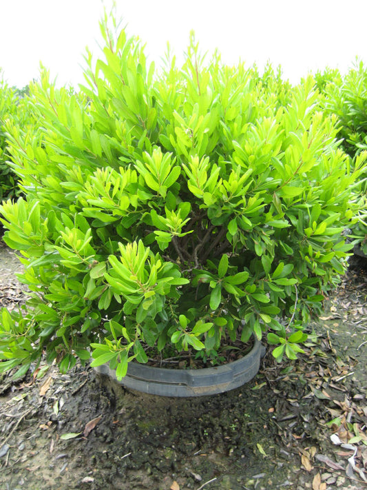 Northern Bayberry (Myrica pennsylvanica) - 3 gallon 18" -Ship Only