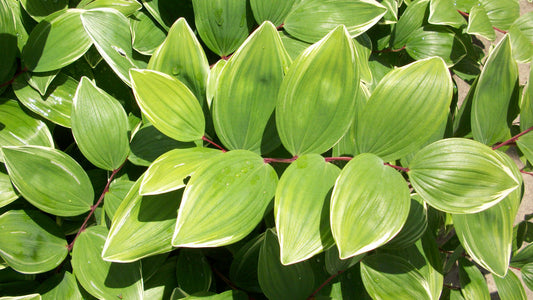 Variegated Solomon's Seal (Polygonatum odoratum 'Variegatum') - 1 gallon -Ship Only