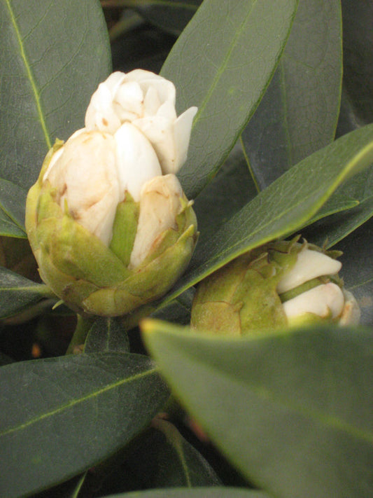 Chionoides Rhododendron (Rhododendron chionoides 'Chionoides') - 3 gallon 15" -Ship Only