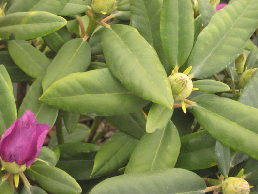 Boursault Rhododendron (Rhododendron catawbiense 'Boursalt') - 3 gallon 15" -Ship Only