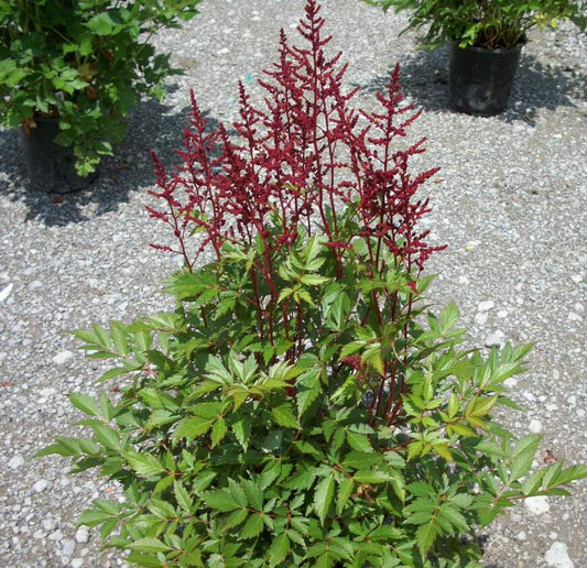 Montgomery Astilbe (Astilbe japonica 'Montgomery') - 1 gallon -Ship Only