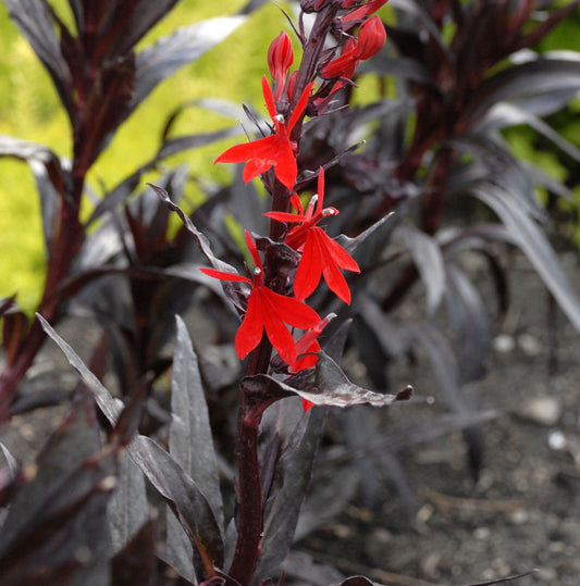 Queen Victoria Cardinal Flower (Lobelia x speciosa 'Queen Victoria') - 1 gallon -Ship Only