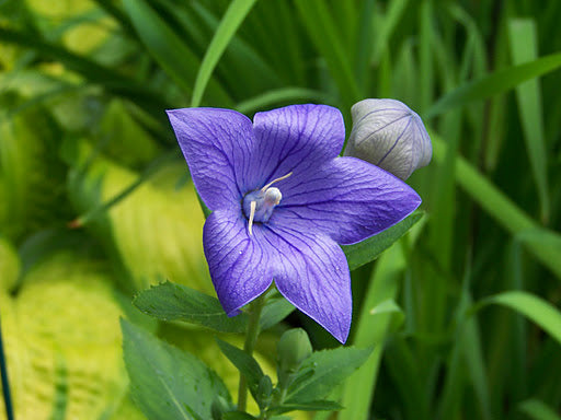 Sentimental Blue Balloon Flower (Platycodon grandiflorus 'Sentimental Blue') - 1 gallon -Ship Only