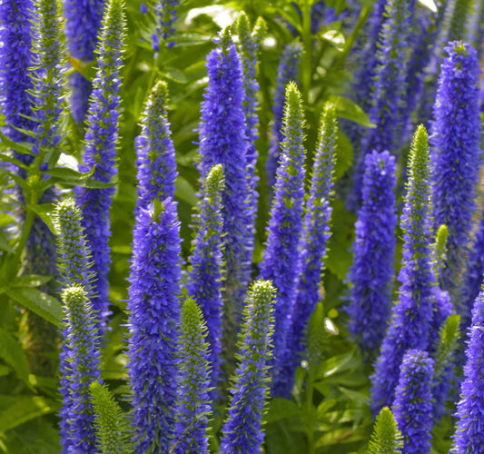 Royal Candles Speedwell (Veronica spicata 'Royal Candles') - 1 gallon -Ship Only
